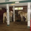 Horse Stall Mats Kit Cobblestone 3/4 Inch x 12x24 Ft.