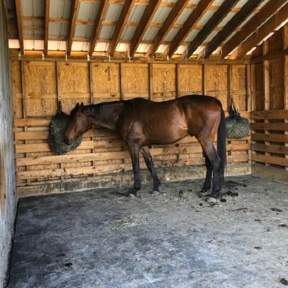 Horse Stall Mats Straight Edge Cobblestone 3/4 Inch x 4x6 Ft.
