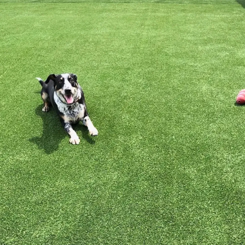 Pet Heaven Artificial Grass Turf Roll 1 Inch x 15 Ft. Wide Per SF